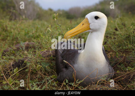 Südamerika, Ecuador, Galapagos-Inseln, Espanola oder Hood Island, geschwenkt Albatros (Phoebastria Irrorata), Erwachsene auf dem Nest sitzen. Stockfoto