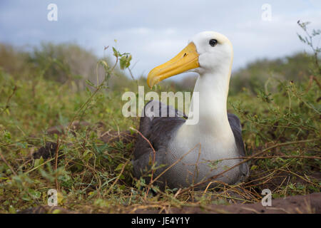 Südamerika, Ecuador, Galapagos-Inseln, Espanola oder Hood Island, geschwenkt Albatros (Phoebastria Irrorata), Erwachsene auf dem Nest sitzen. Stockfoto