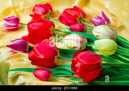 Eine große schöne Tulpe von leuchtend roter Farbe gegen die schön drapierte gelber Seide. Es wird durch eine enge, präsentiert. Stockfoto