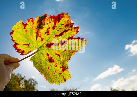 Hand Hält Blatt Im Herbst im Gegenlicht der Sonne Stockfoto