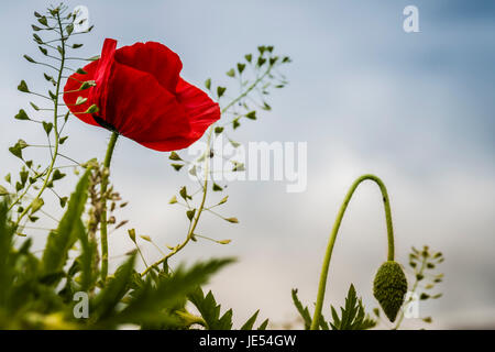 Eine blühende rote Mohnblume mit einer Knospe gedreht von Oberfläche gegen den blauen Himmel mit verschwommenen Wolken. Stockfoto