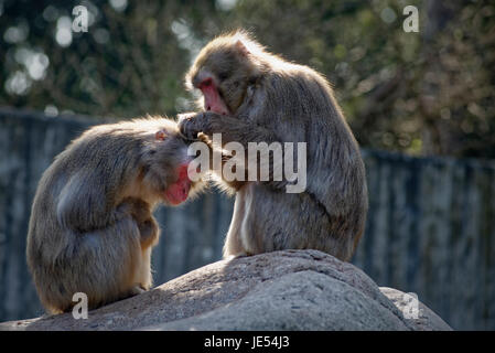 Japanischen Makaken (Macaca Fuscata) pflegen ihre sozialen Beziehungen innerhalb der Gruppe von einander pflegen. Stockfoto