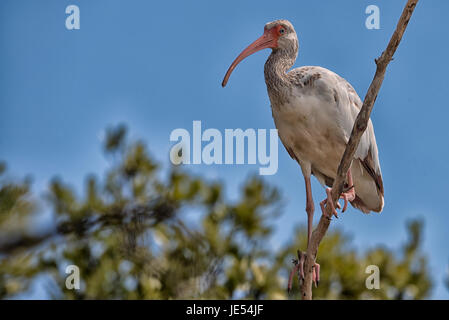 Der amerikanische weiße Ibis (Eudocimus albus) ist ein in Florida verbreiteter Vogel. So war es kein Wunder, dass dieser wunderschöne junge Ibis an einer Zweigstelle in einem Mangrovenwald in der Nähe des Florida Key Wild Bird Rehabilitationszentrums in Key Largo sitzt. Stockfoto