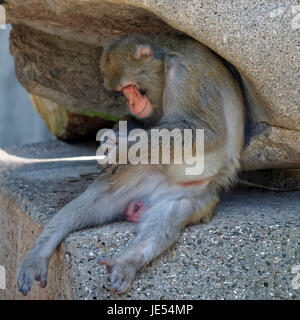 Diese männlichen japanischen Makaken (Macaca Fuscata) sitzen unter einem Felsen ist mit sich selbst beschäftigt. Stockfoto