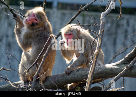 Japanische Makaken (Macaca fuscata) essen Rinde und kleine Zweige eines Baumes. Stockfoto