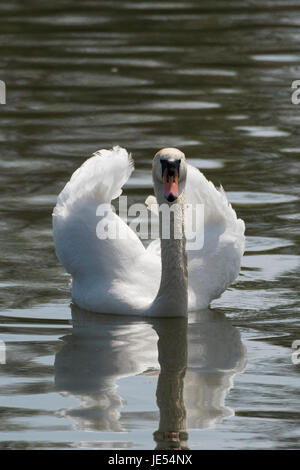 Höckerschwan schwimmt in Richtung der Kamera direkt in das Objektiv auf. Stockfoto