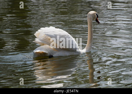 Nahaufnahme von einem Höckerschwan Schwimmen von der Kamera entfernt. Stockfoto