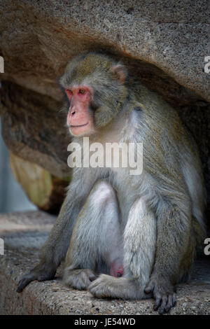 Diese männlichen japanischen Makaken (Macaca Fuscata) unter einem Felsen sitzend beobachtet seine Kumpels. Stockfoto