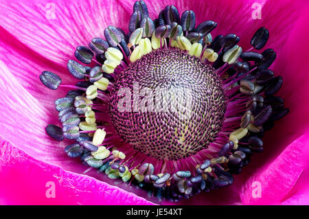 Ein Schwerpunkt gestapelt Nahaufnahme von einer Anemone. Stockfoto