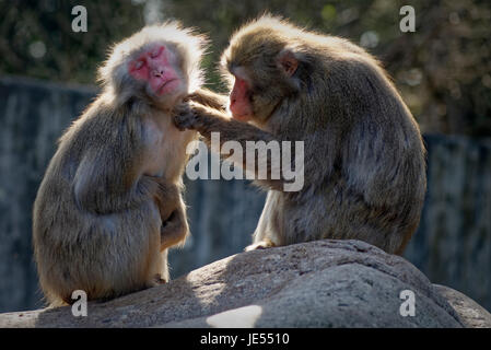 Japanischen Makaken (Macaca Fuscata) pflegen ihre sozialen Beziehungen innerhalb der Gruppe von einander pflegen. Stockfoto