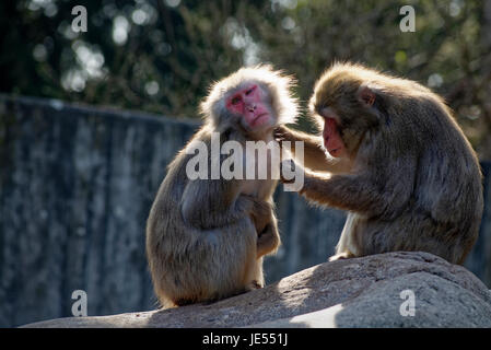 Japanischen Makaken (Macaca Fuscata) pflegen ihre sozialen Beziehungen innerhalb der Gruppe von einander pflegen. Stockfoto