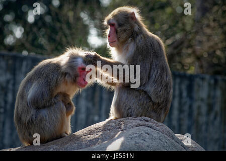 Japanischen Makaken (Macaca Fuscata) pflegen ihre sozialen Beziehungen innerhalb der Gruppe von einander pflegen. Stockfoto