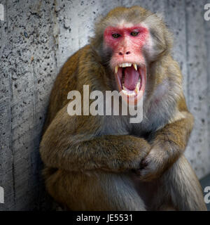 Einem jungen männlichen japanischen Makaken (Macaca Fuscata) zeigt seine beeindruckende Fang, eine andere männliche Makaken in Distanz zu halten. Stockfoto