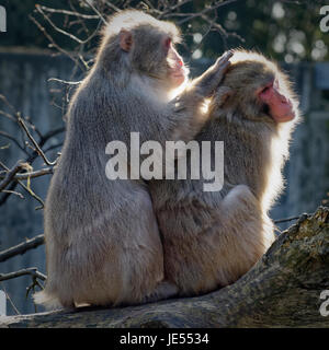 Japanischen Makaken (Macaca Fuscata) pflegen ihre sozialen Beziehungen innerhalb der Gruppe von einander pflegen. Stockfoto