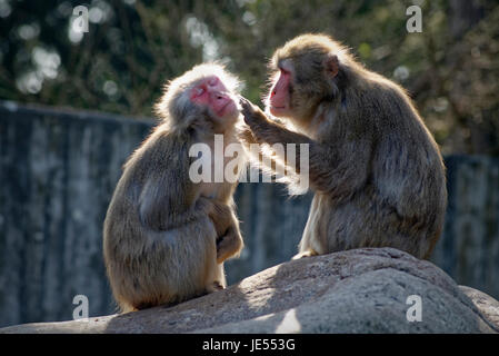 Japanischen Makaken (Macaca Fuscata) pflegen ihre sozialen Beziehungen innerhalb der Gruppe von einander pflegen. Stockfoto