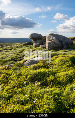 Regal Steinen auf Bleaklow, einer Fläche von Moorlandschaft in der Nähe von Glossop in Dark Peak, Derbyshire, England. Stockfoto