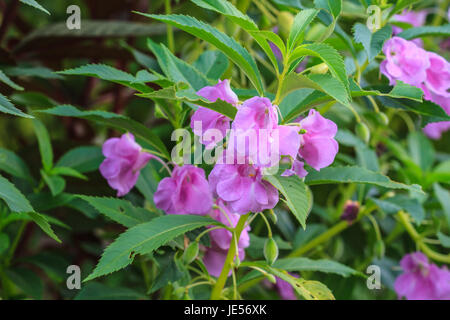 blühende Polizist Helm oder Impatiens Glandulifera Pflanze Stockfoto