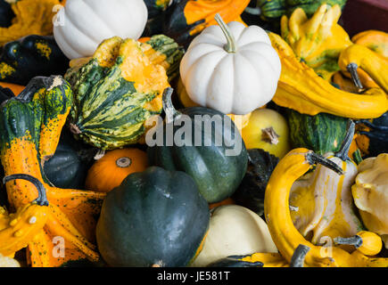 Anordnung-Kürbisse, Kürbisse und Squash. Stockfoto