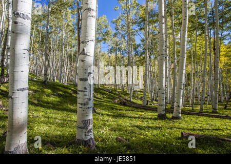 Ein Wald von bunten Espe Bäume im Herbst entlang Kebler Pass, Colorado. Stockfoto