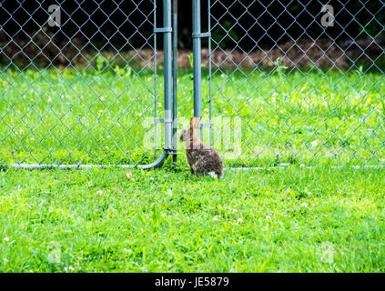 Kaninchen an einem Tor Stockfoto