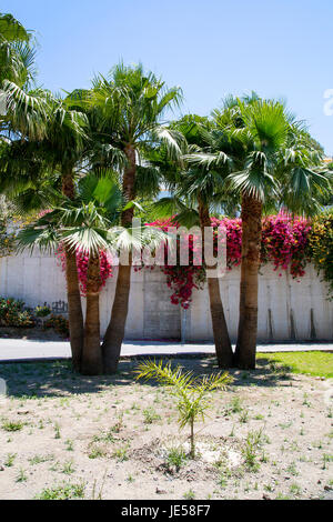 La Herrudara, Andalusien, Spanien, Costa Del Sol Stockfoto