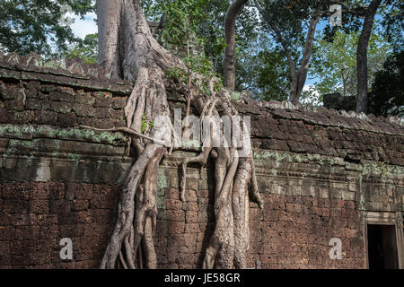 Wurzeln der Tetrameles Nudiflora dringen in eine Wand des Innenhofes, Ta Prohm, Angkor, Siem Reap, Kambodscha Stockfoto