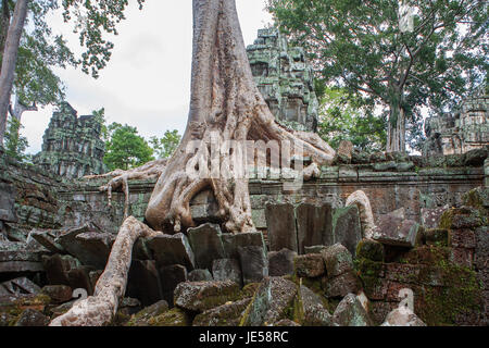 Wurzeln der Tetrameles Nudiflora eindringen eine zerstörte Mauer den dritten Hof, Ta Prohm, Angkor, Siem Reap, Kambodscha Stockfoto
