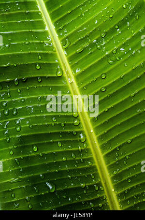 Regen Sie auf verschiedene Blätter und Fauna im El Yunque Regenwald in Puerto Rico Stockfoto