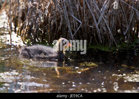 Baby Coot Waterhen in Saskatchewan Kanada Teich Stockfoto