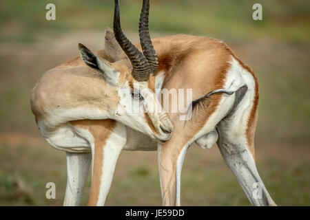 Springbok Pflege selbst in Kalagadi Transfrontier Park, Südafrika. Stockfoto