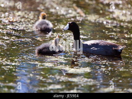 Baby Coot Waterhen in Saskatchewan Kanada Teich Stockfoto