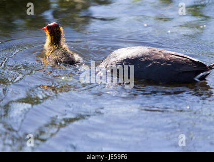 Baby Coot Waterhen in Saskatchewan Kanada Teich Stockfoto