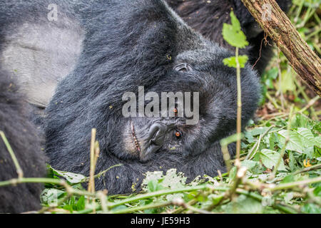 Silverback Berggorillas im Virunga Nationalpark, demokratische Republik Kongo Festlegung. Stockfoto