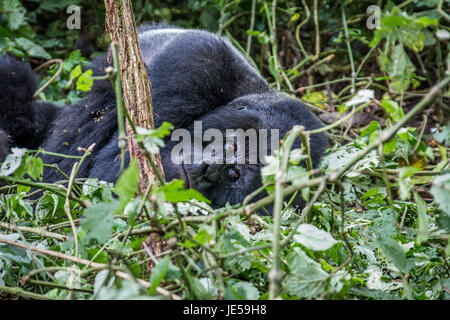 Silverback Berggorillas im Virunga Nationalpark, demokratische Republik Kongo Festlegung. Stockfoto