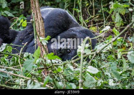 Silverback Berggorillas im Virunga Nationalpark, demokratische Republik Kongo Festlegung. Stockfoto