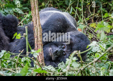 Silverback Berggorillas im Virunga Nationalpark, demokratische Republik Kongo Festlegung. Stockfoto