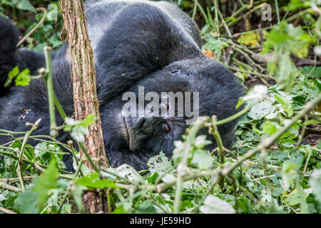 Silverback Berggorillas im Virunga Nationalpark, demokratische Republik Kongo Festlegung. Stockfoto