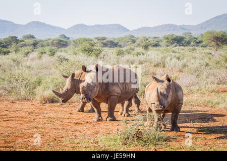 Drei weiße Rhinos stehend in den Sand, Südafrika. Stockfoto