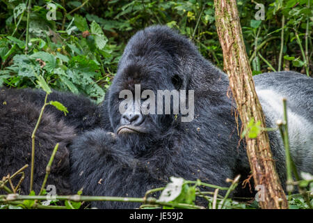 Silverback Berggorillas im Virunga Nationalpark, demokratische Republik Kongo Festlegung. Stockfoto