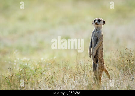 Erdmännchen auf dem Blick heraus in den Kalagadi Transfrontier Park, Südafrika. Stockfoto