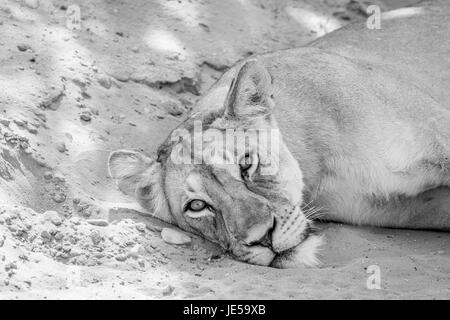 Löwe, Festlegung und die Hauptrolle in schwarz und weiß in Kalagadi Transfrontier Park, Südafrika. Stockfoto