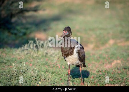 Die Abdim Storch stehend in den Rasen in der Kalagadi Transfrontier Park, Südafrika. Stockfoto