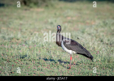 Die Abdim Storch stehend in den Rasen in der Kalagadi Transfrontier Park, Südafrika. Stockfoto