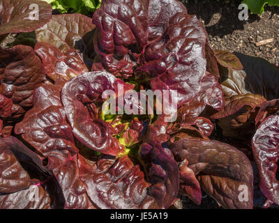 Salat Pflanzen in einem Hochbeet im Kräutergarten im Kloster Inzigkofen im oberen Donautal, Schwäbische Alb, Baden-Württemberg, Deutschland, Europa Stockfoto