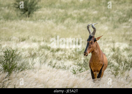 Kuhantilopen stehen dem hohen Gras in Kalagadi Transfrontier Park, Südafrika. Stockfoto
