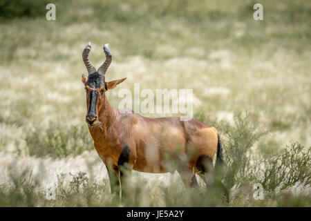 Kuhantilopen stehen dem hohen Gras in Kalagadi Transfrontier Park, Südafrika. Stockfoto