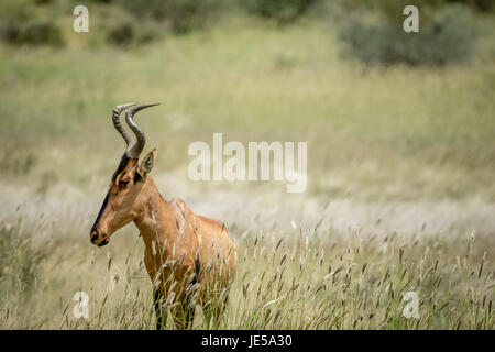 Kuhantilopen stehen dem hohen Gras in Kalagadi Transfrontier Park, Südafrika. Stockfoto