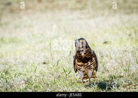 Juvenile Black-chested Adler Schlange stehen in den Rasen in der Kalagadi Transfrontier Park, Südafrika. Stockfoto