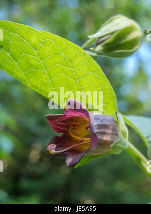 Belladonna oder Tollkirsche (Atropa Belladonna), Bayern, Deutschland, Europa Stockfoto