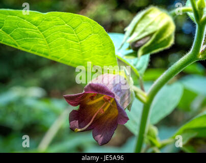 Belladonna oder Tollkirsche (Atropa Belladonna), Bayern, Deutschland, Europa Stockfoto